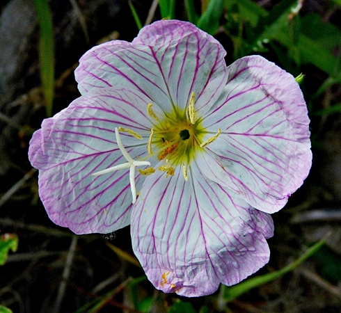 {Oenothera speciosa}